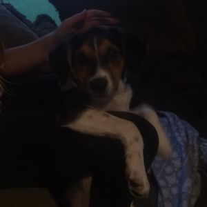 Meet your Posher, Bella